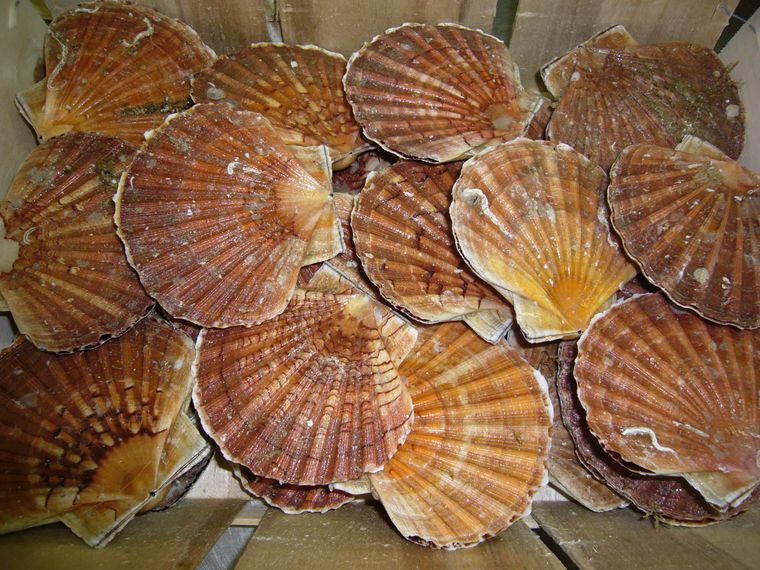 Promotion - Coquilles Saint-Jacques